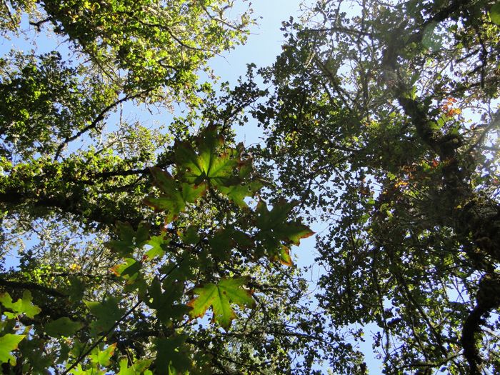 Tree house 14 Tree house 14