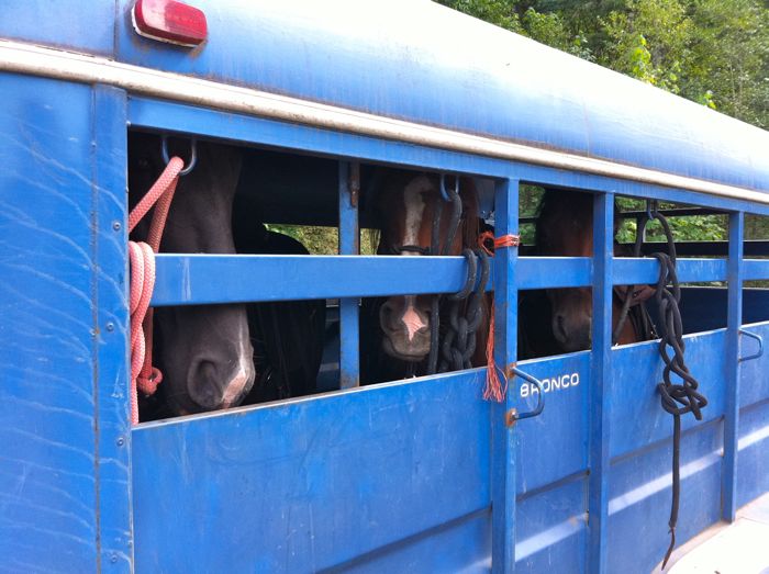 Into the wild 9 Into the wild 9