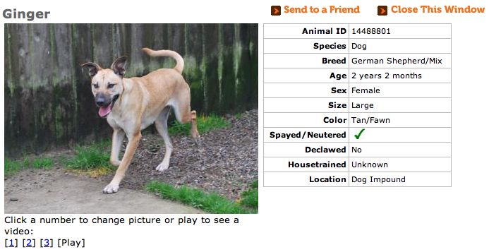 Ginger info copy Ginger info copy