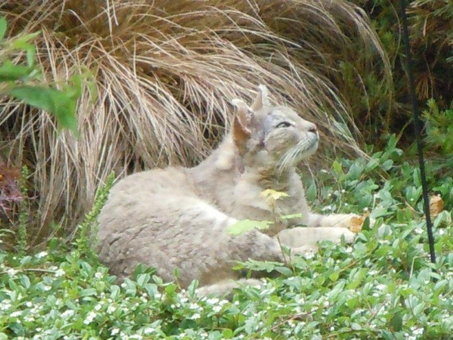 Salem %22Cougar%22 cat Salem %22Cougar%22 cat