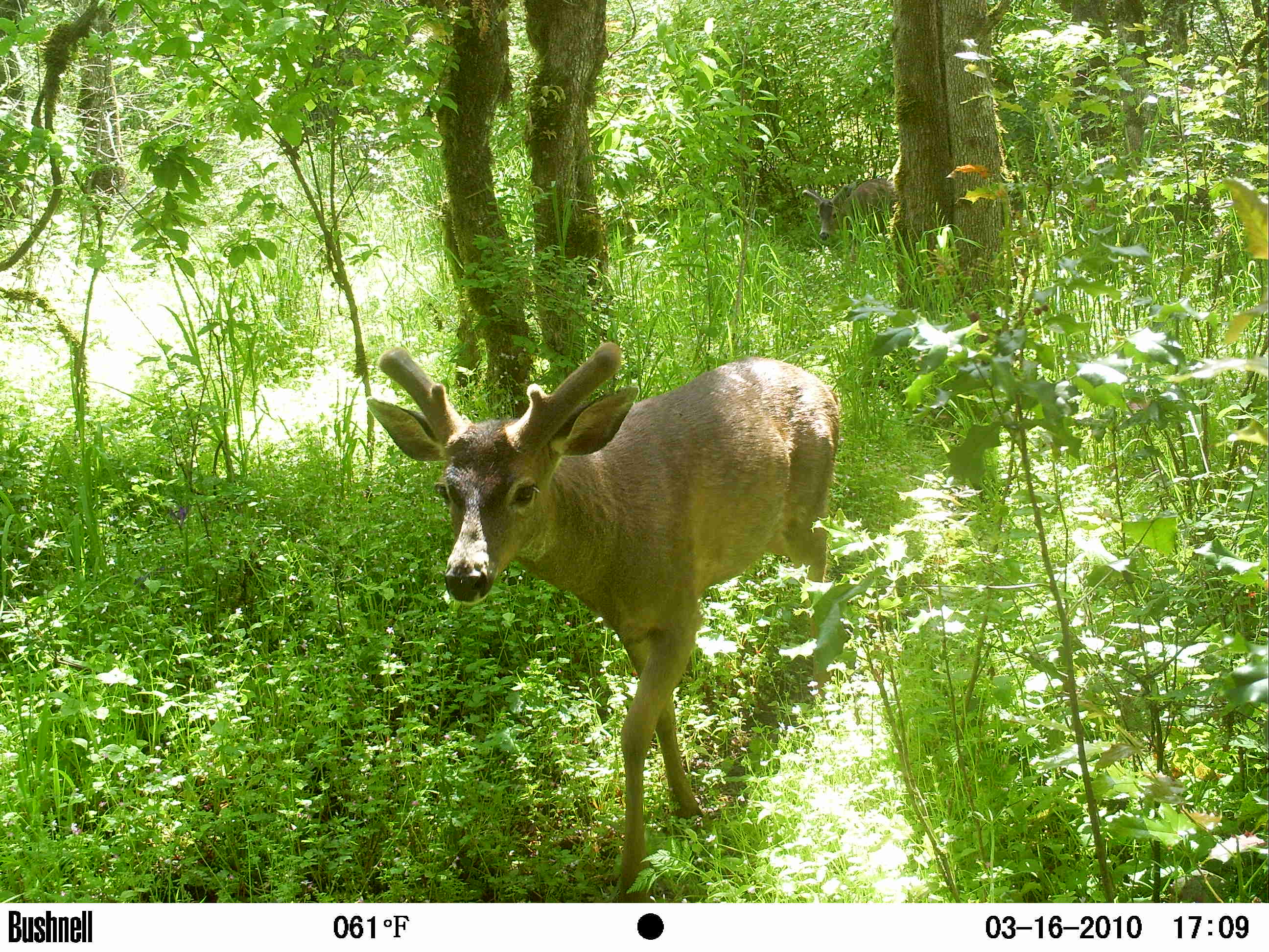 Deer closeup Deer closeup