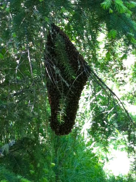 Bee swarm Bee swarm