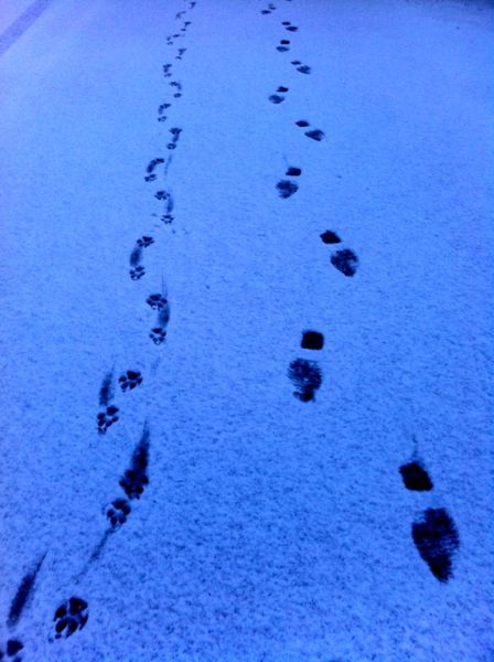 Snow walk 4 Snow walk 4