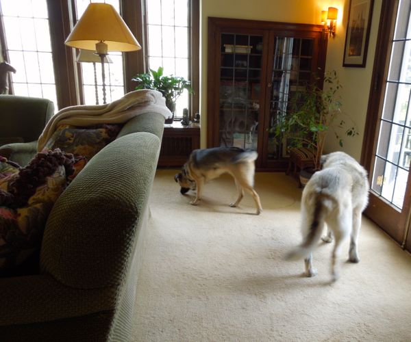 Dogs sniffing Dogs sniffing