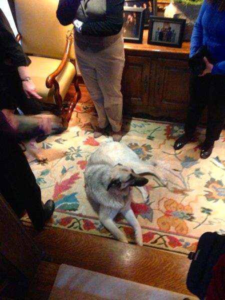 Mahonia 13 Mahonia 13