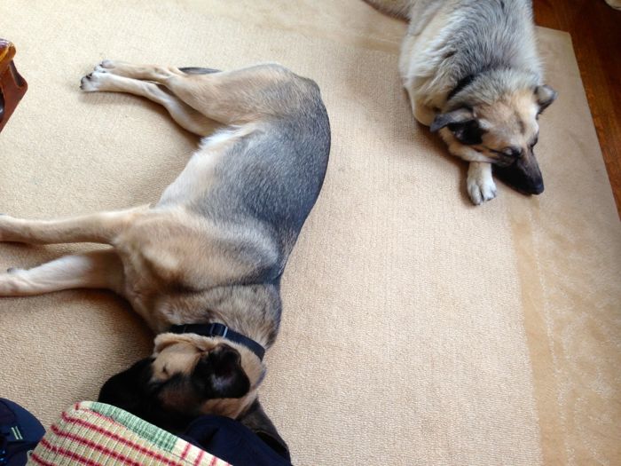 Mahonia 16 Mahonia 16