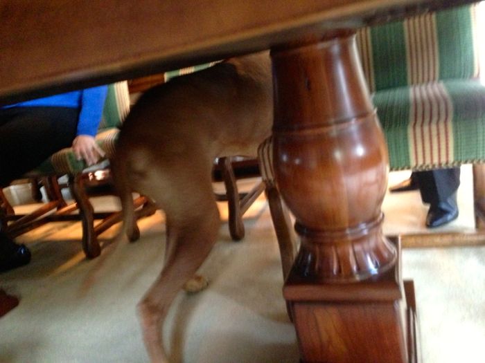 Mahonia 17 Mahonia 17