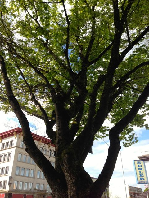 US Bank tree 4:20:13 US Bank tree 4:20:13