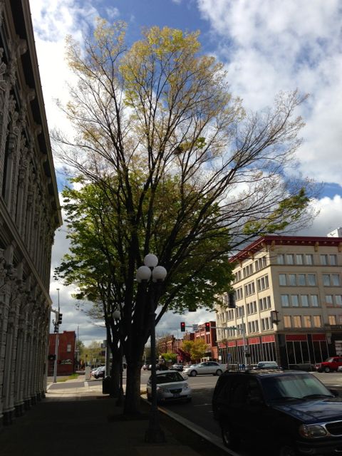 US Bank tree leafing out 4:20:13 US Bank tree leafing out 4:20:13