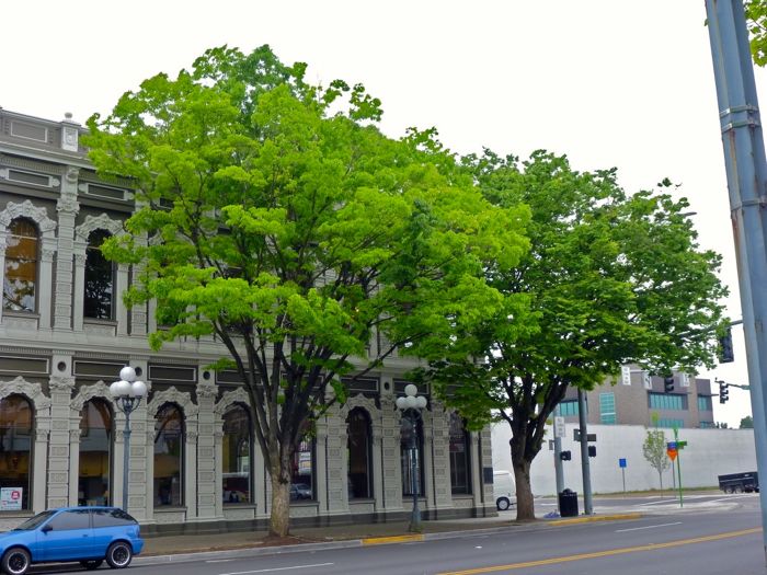 Two last US Bank trees Two last US Bank trees