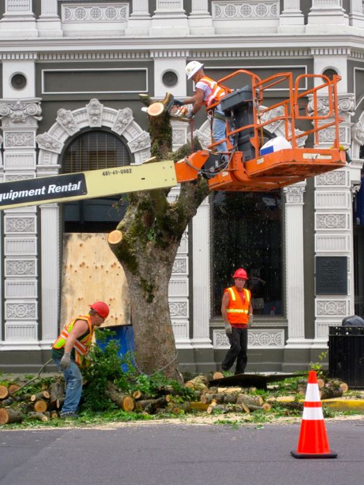 US Bank tree killing US Bank tree killing