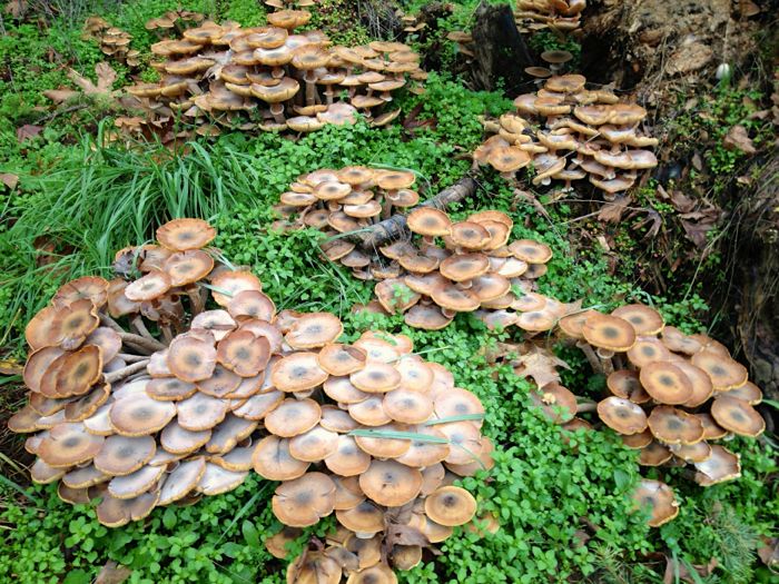 Mushrooms 3 Mushrooms 3