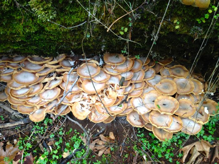 Mushrooms 5 Mushrooms 5