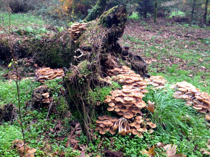 Mushrooms 1 Mushrooms 1