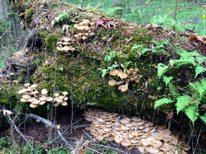 Mushrooms 4 Mushrooms 4