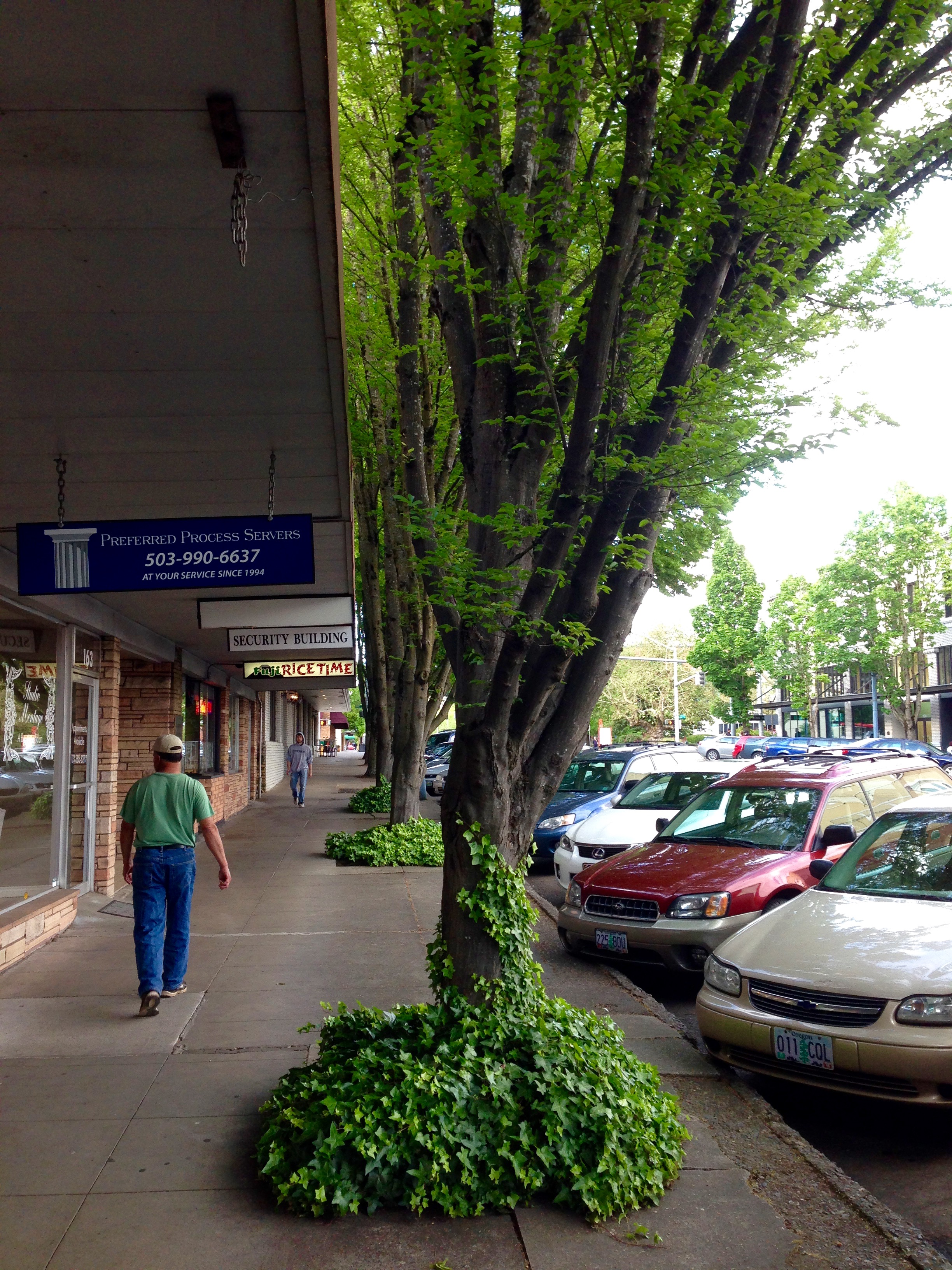 High Street trees 6 High Street trees 6
