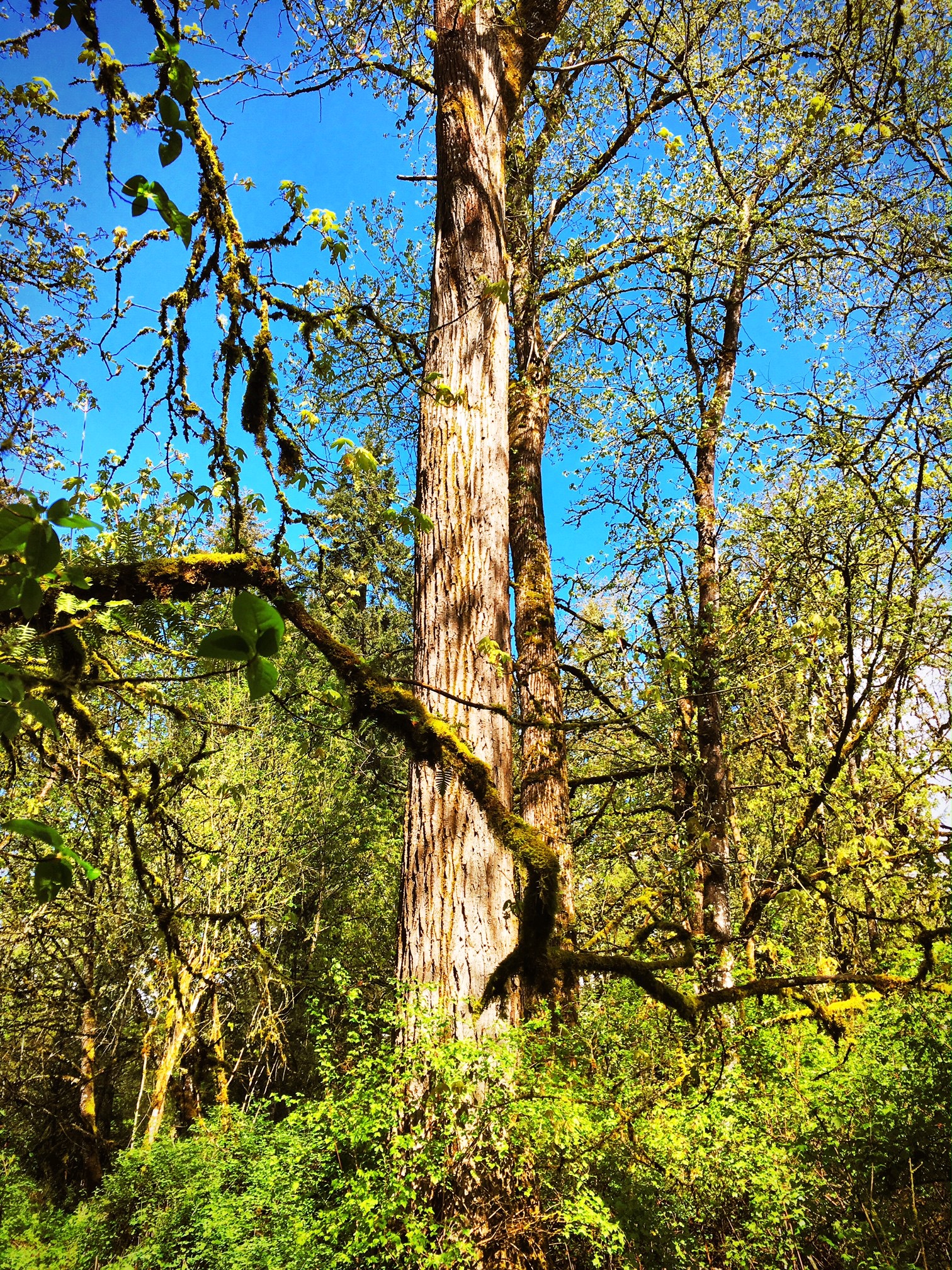 Enlight1 (2) Enlight1 (2)