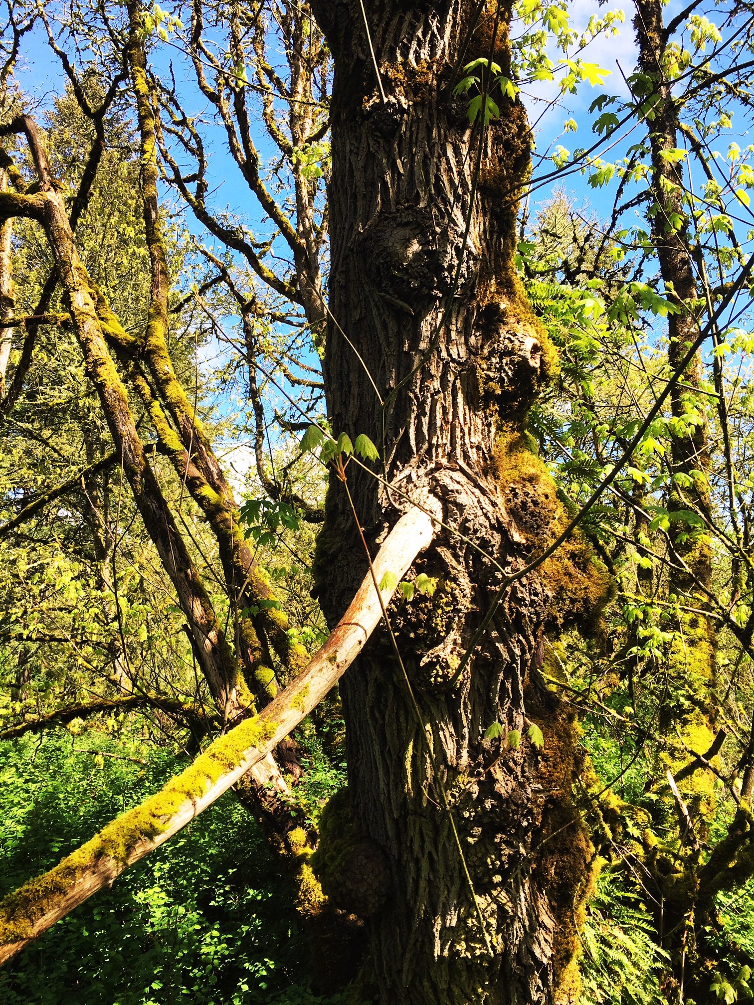 Enlight1 (3) Enlight1 (3)