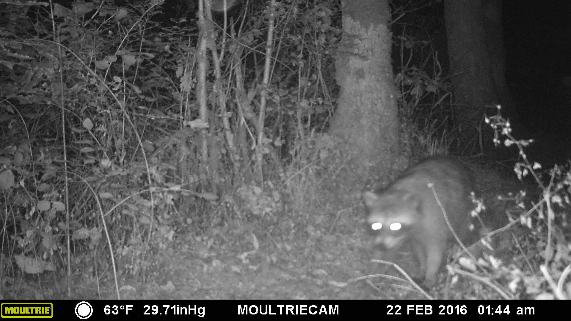 Trail cam 7 Trail cam 7