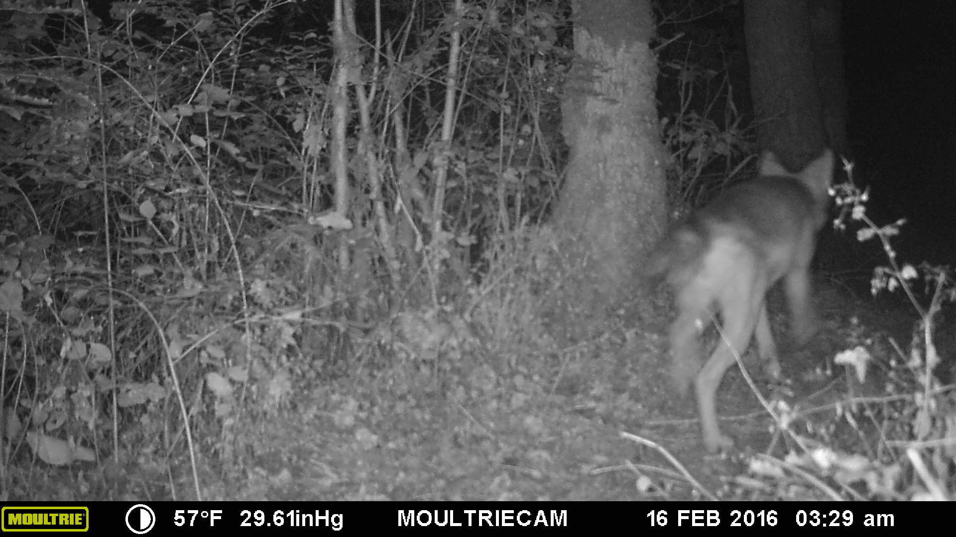 Trail cam 14 Trail cam 14