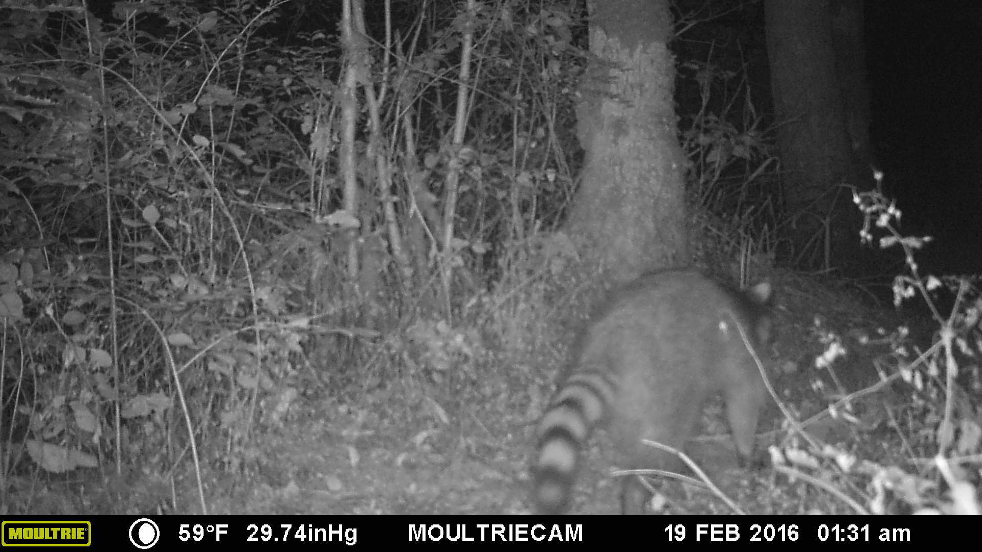 Trail cam 13 Trail cam 13