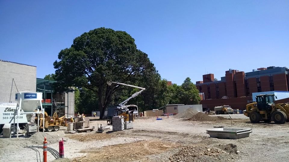 White Oak 1 White Oak 1