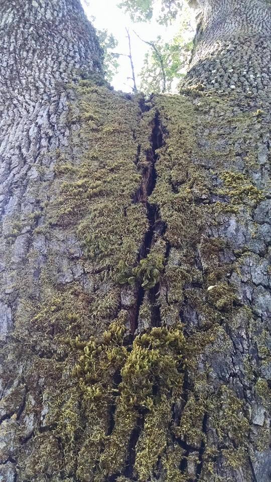 White Oak 2 White Oak 2