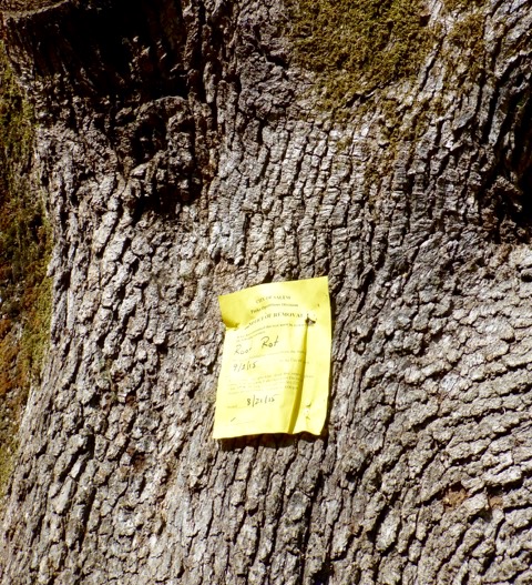 Salem White Oak 3 Salem White Oak 3