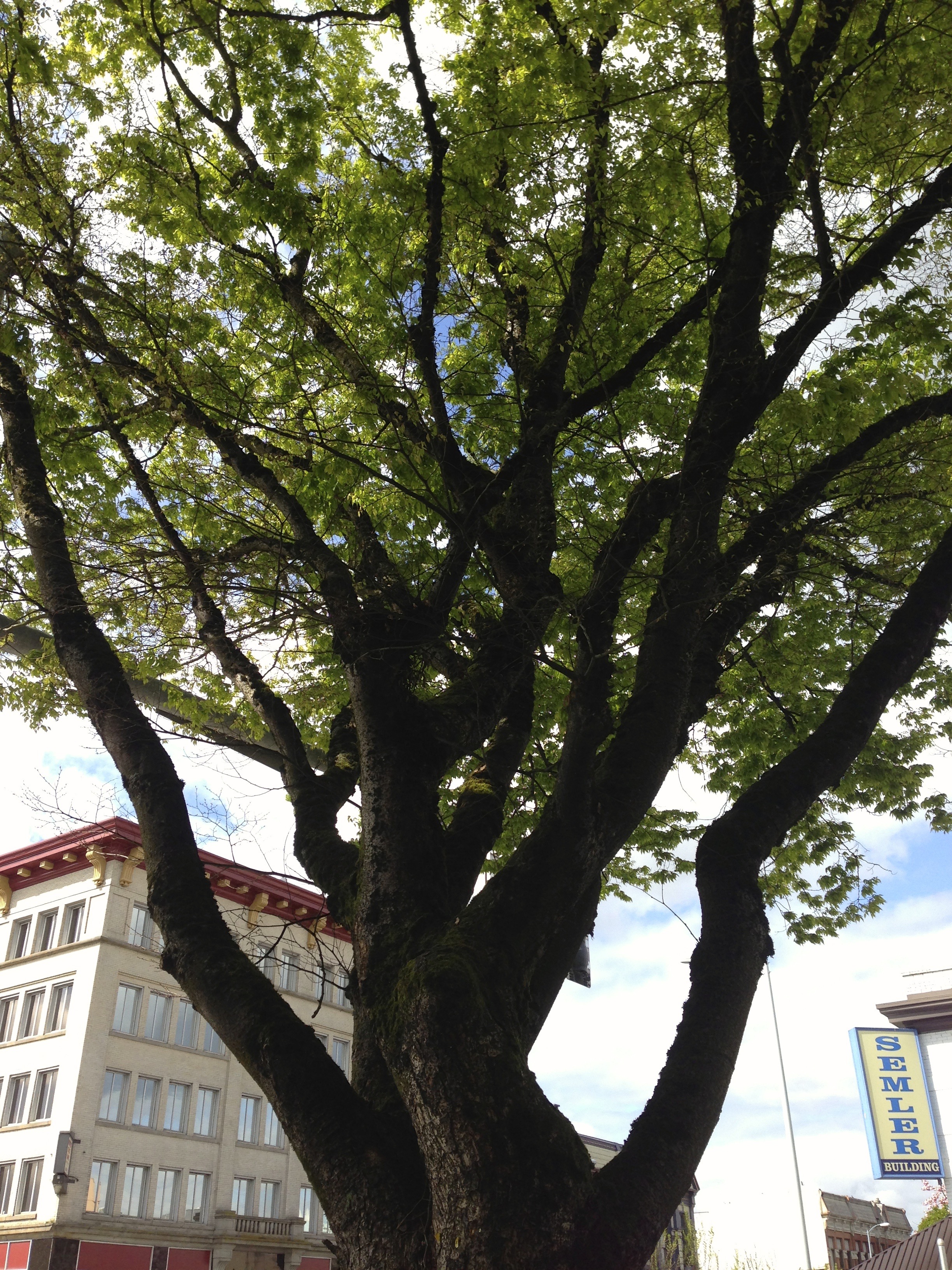 US Bank tree US Bank tree