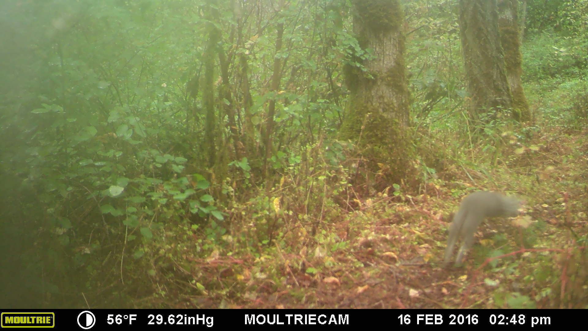Trail cam 2 Trail cam 2