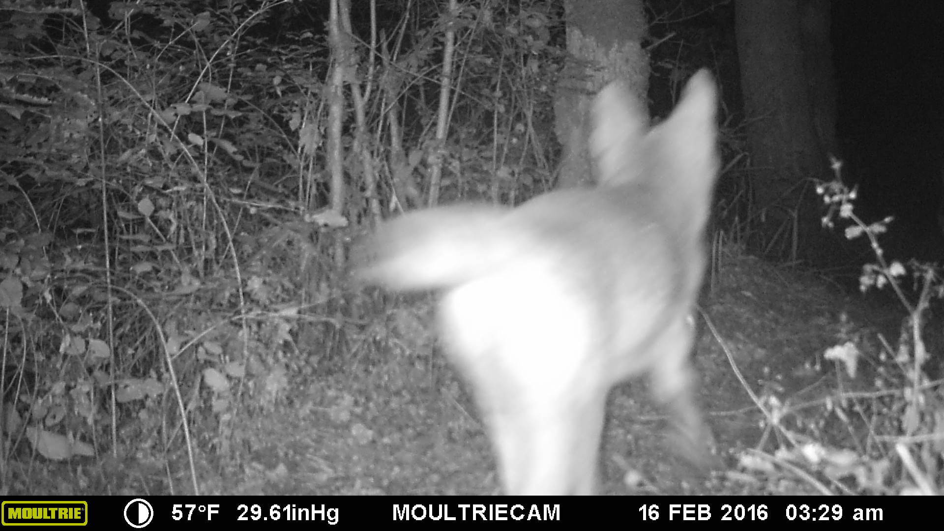 Trail cam 1 Trail cam 1