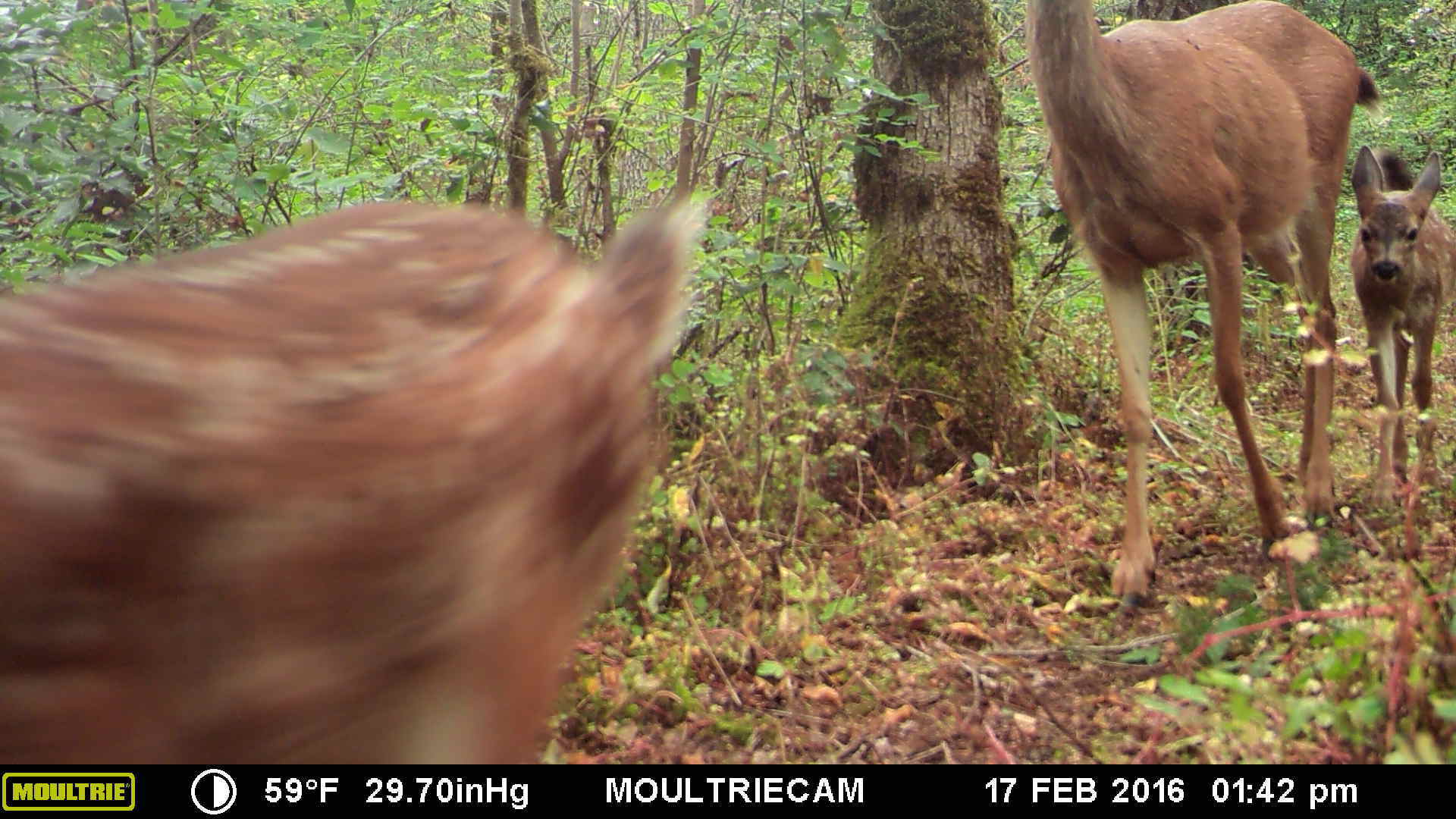 Trail cam 4 Trail cam 4