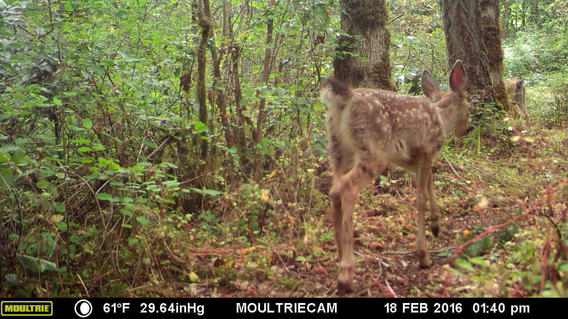 Trail cam 6 Trail cam 6