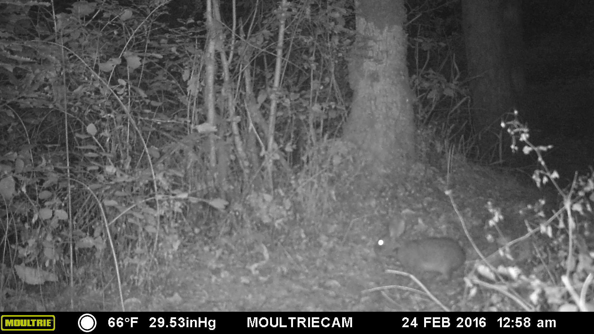 Trail cam 9 Trail cam 9