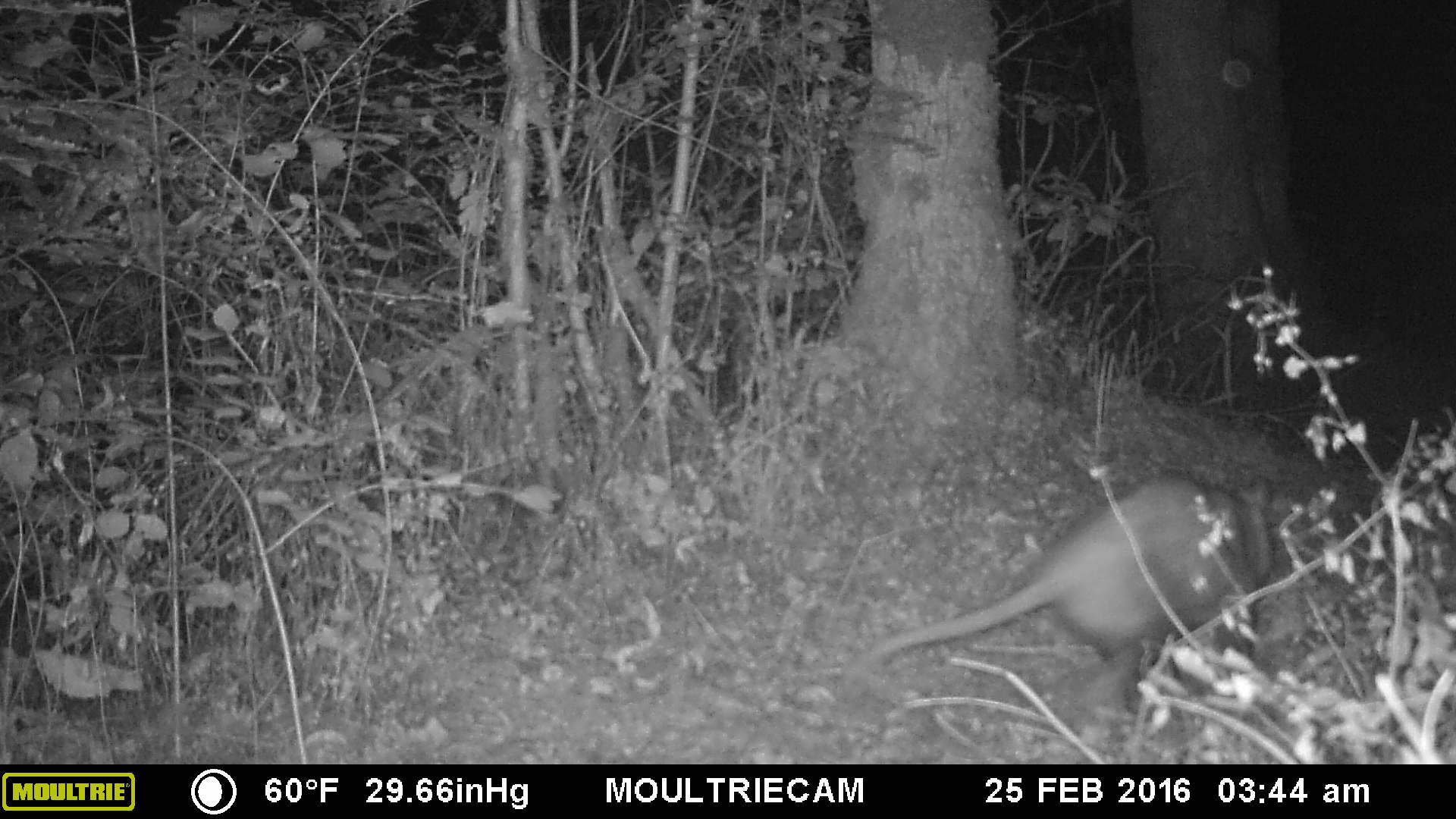 Trail cam 11 Trail cam 11