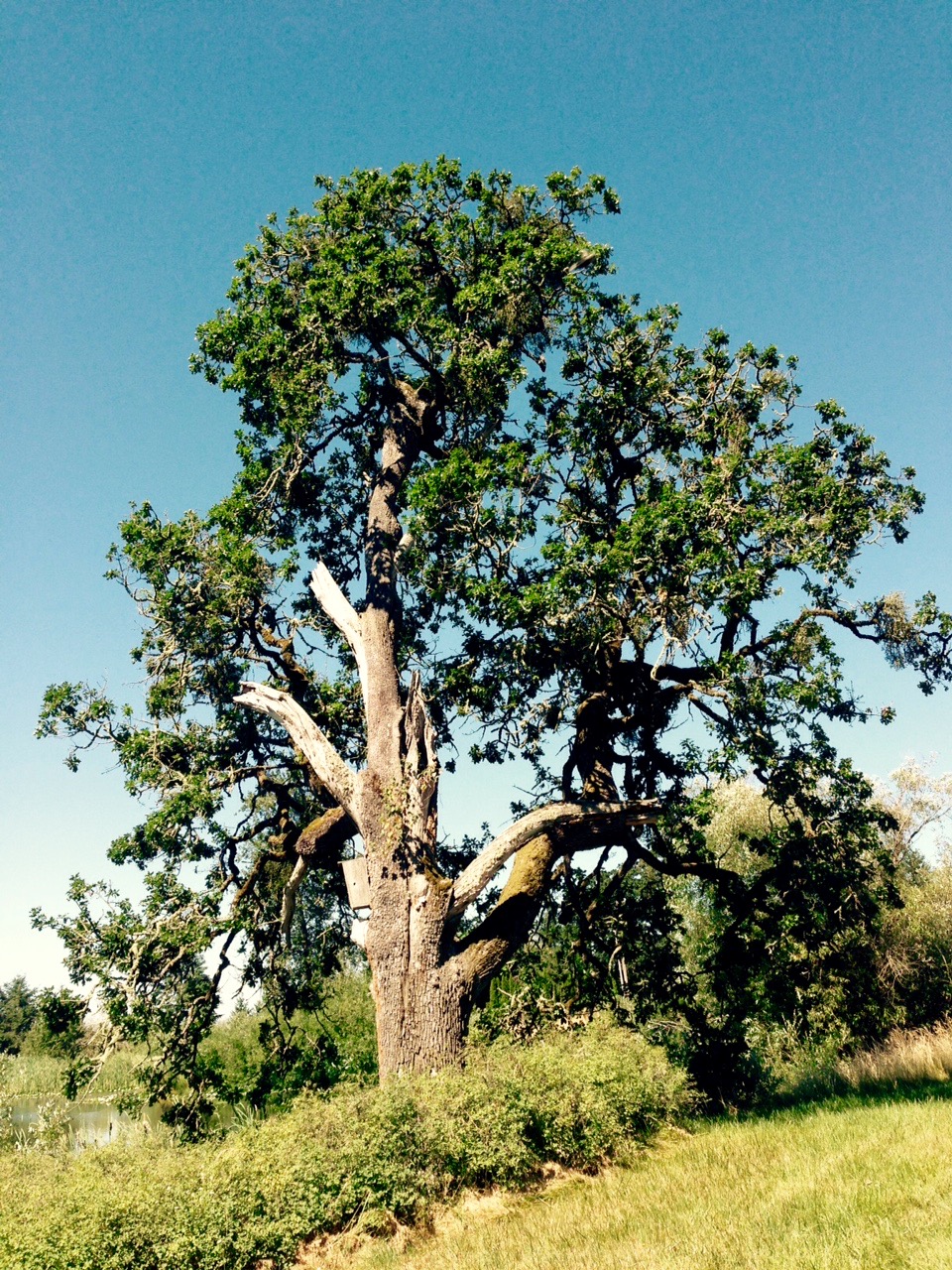 Gnarly tree 2 Gnarly tree 2