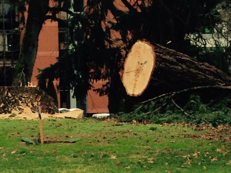 Salem Hospital kills trees Salem Hospital kills trees