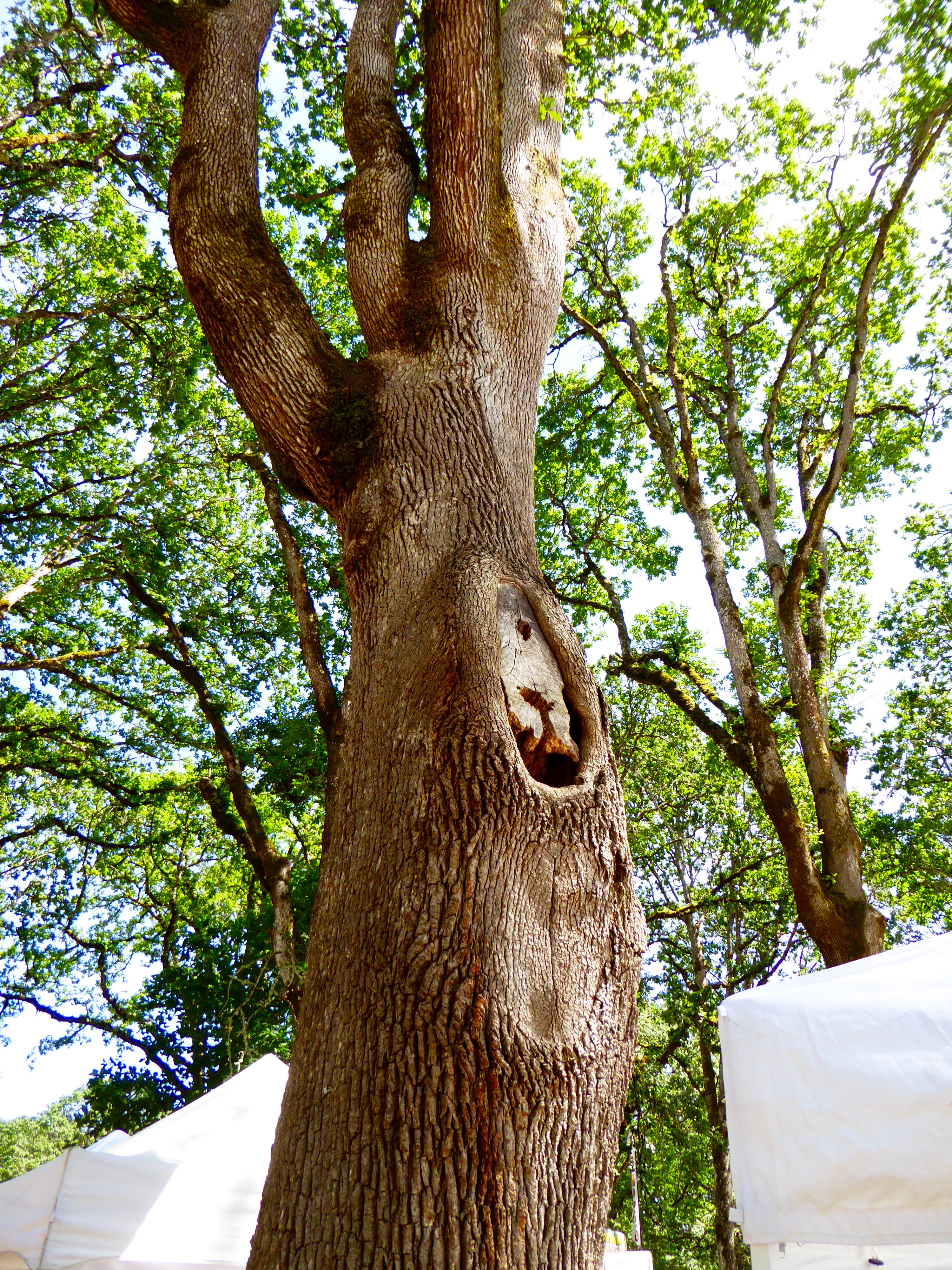 Salem Art Fair 3 Salem Art Fair 3