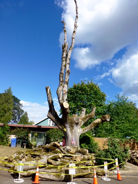 Salem White Oak 1 Salem White Oak 1