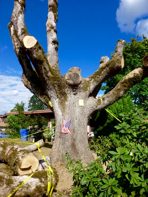 Salem White Oak 2 Salem White Oak 2