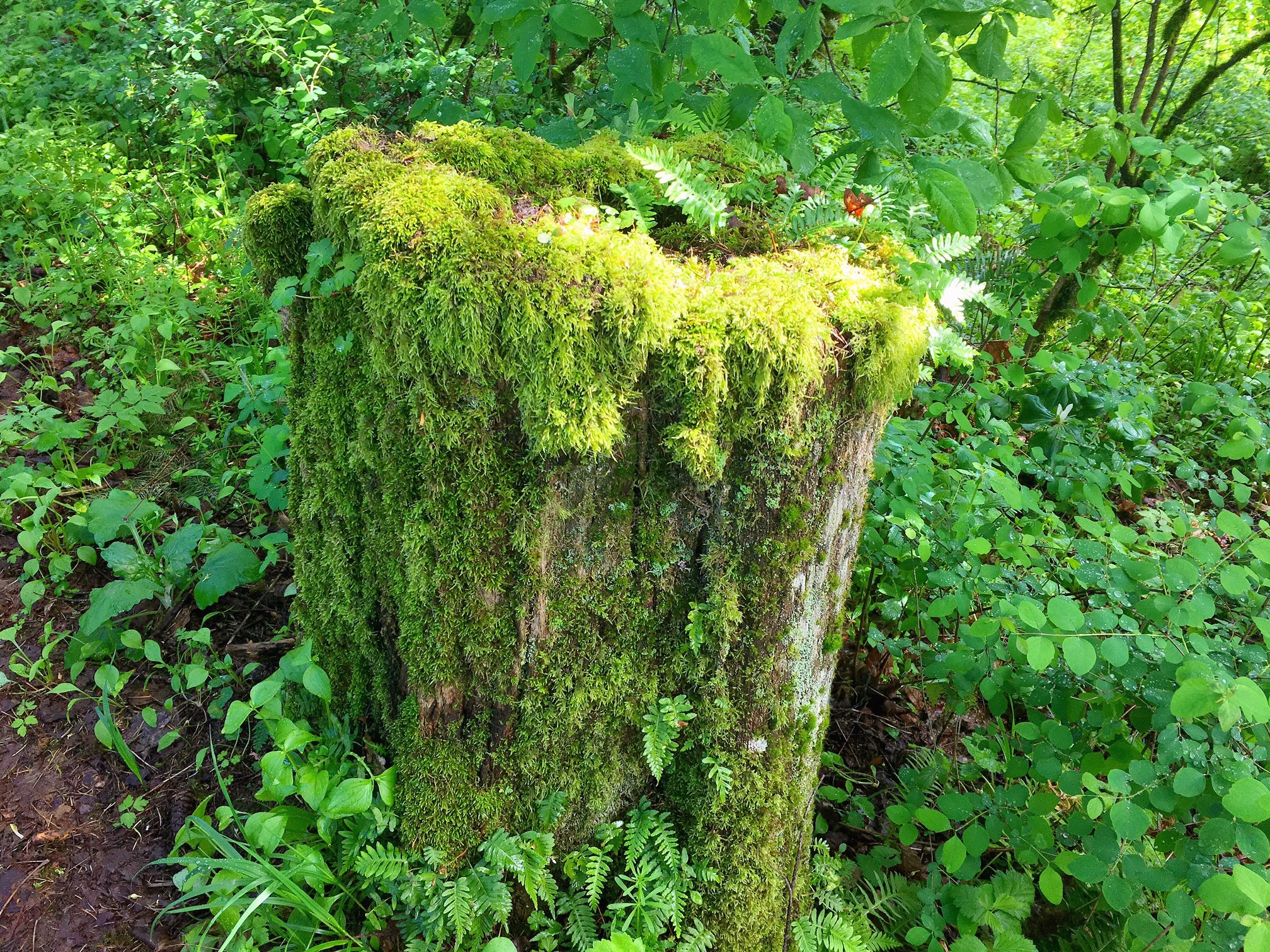 Enlight1 (5) Enlight1 (5)