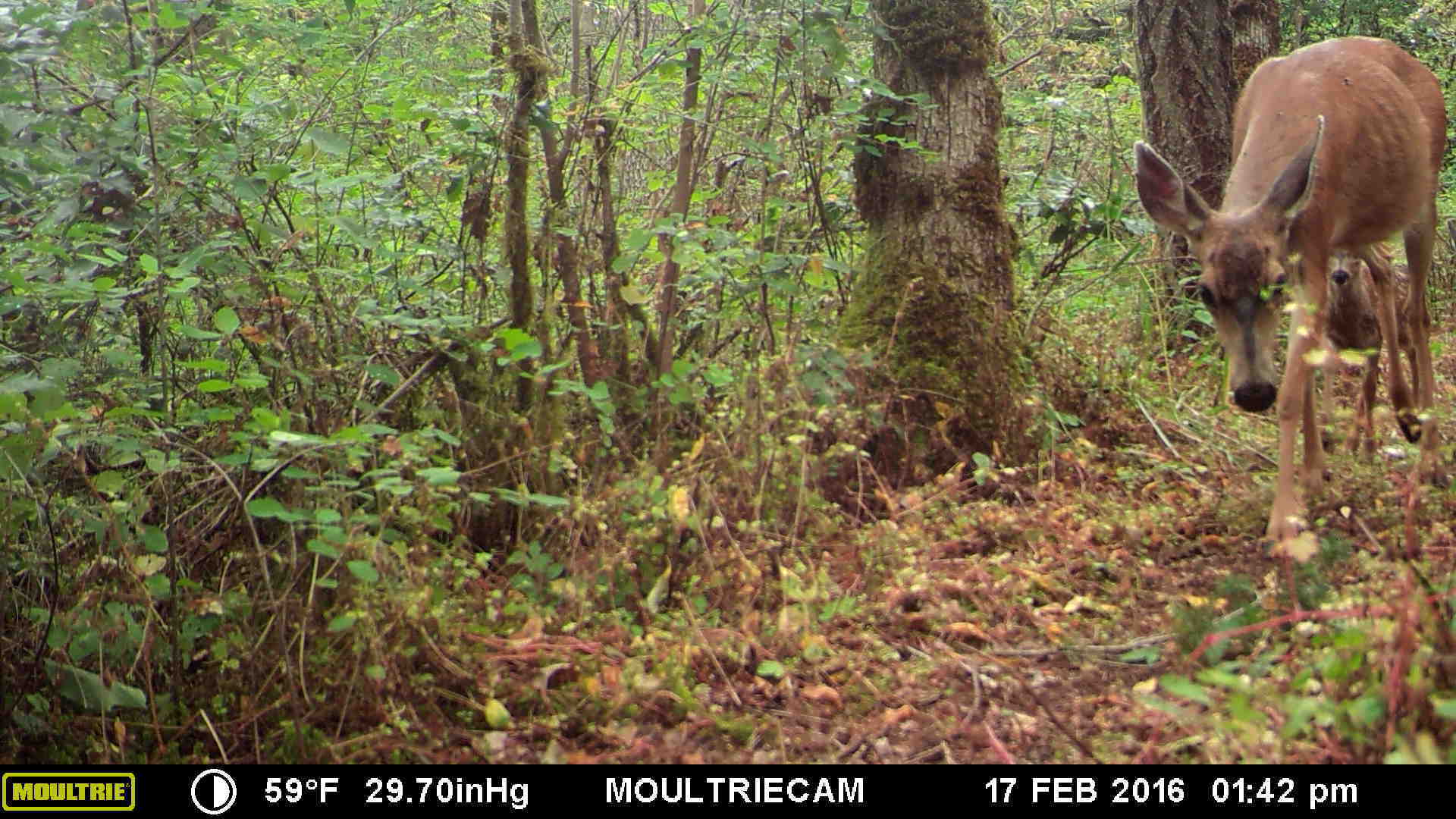 Trail cam 3 Trail cam 3