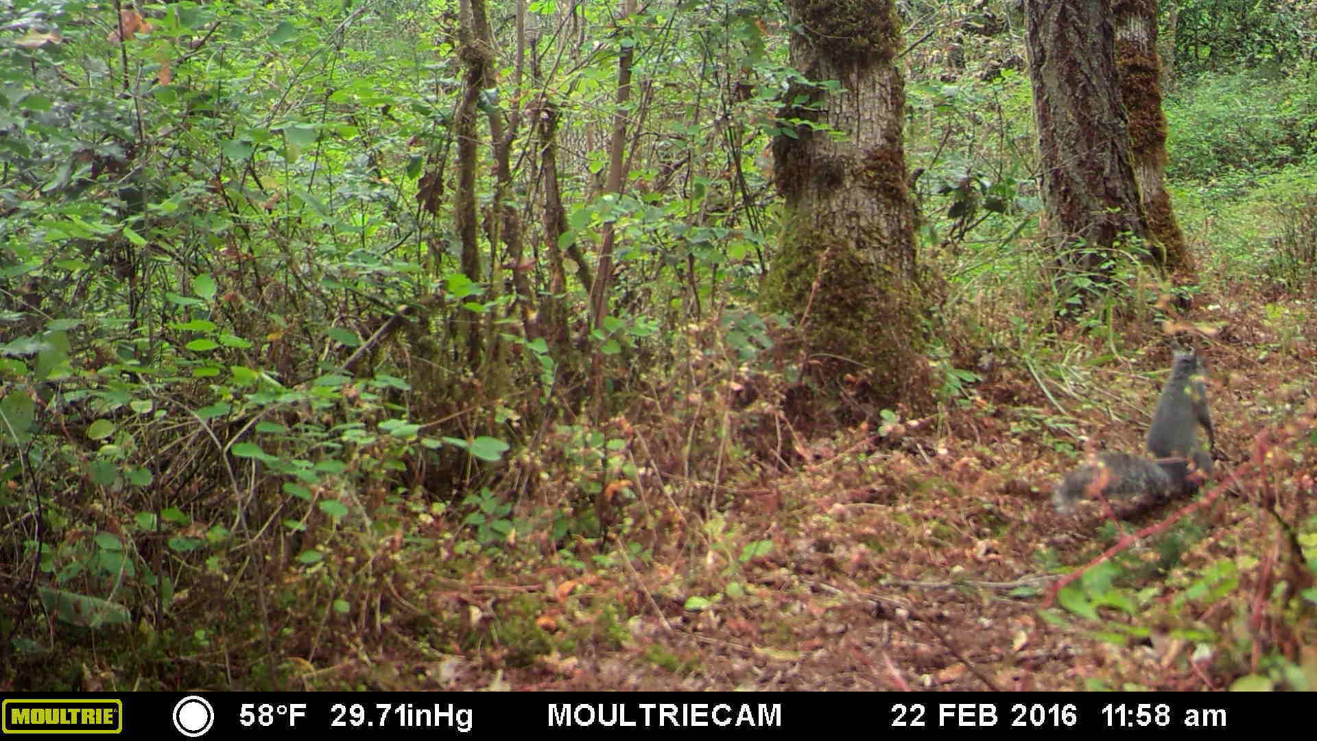 Trail cam 8 Trail cam 8
