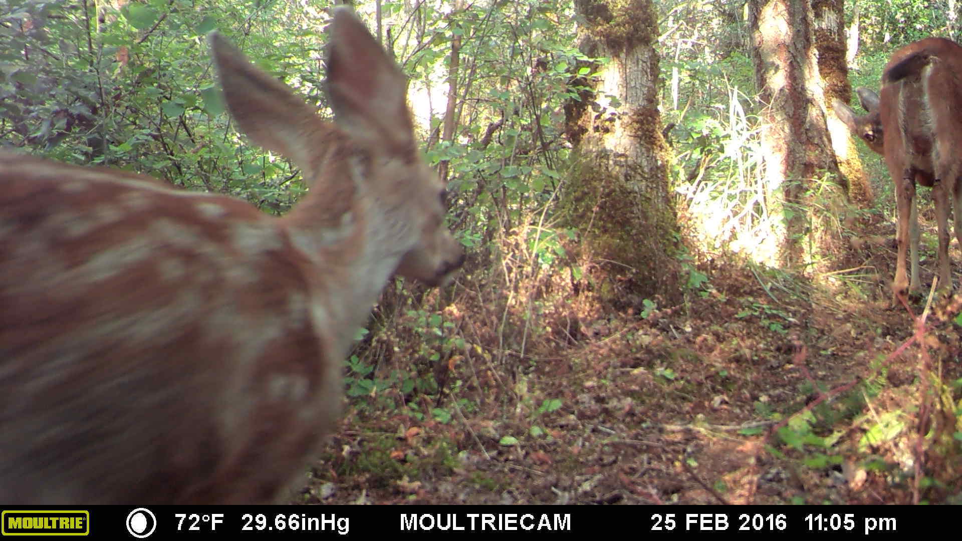Trail cam 12 Trail cam 12