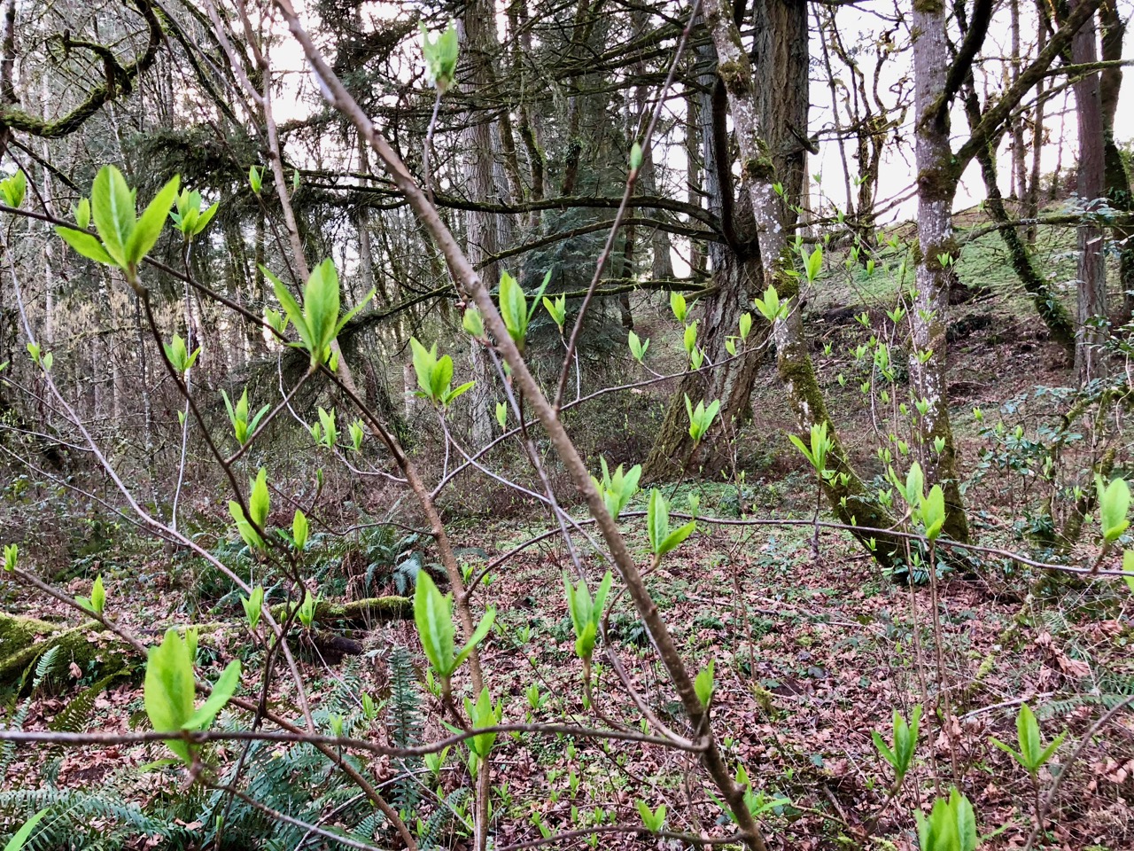 Early spring 2 Early spring 2