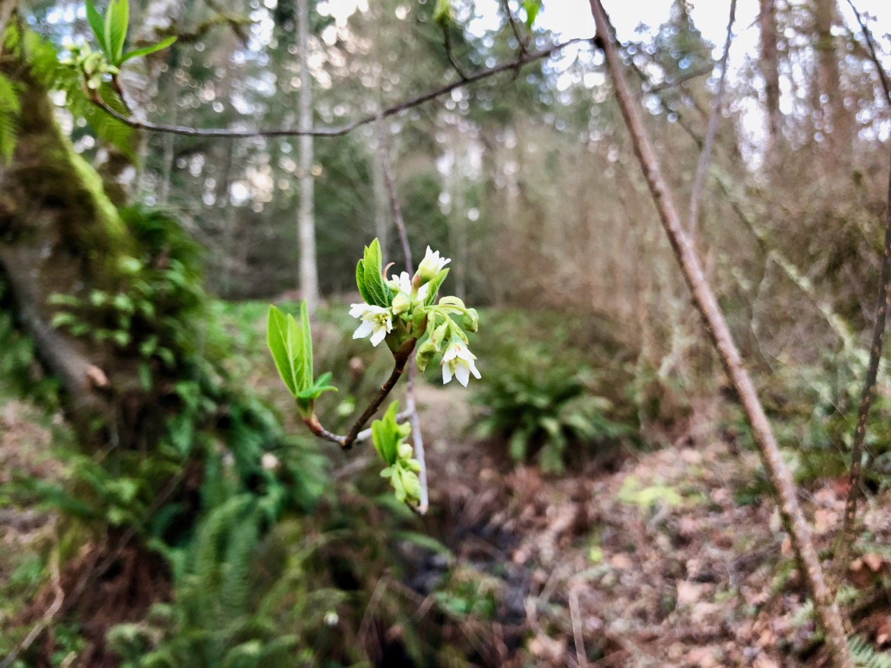 Early spring 2 Early spring 2