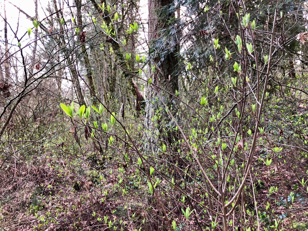 Early spring 2 Early spring 2