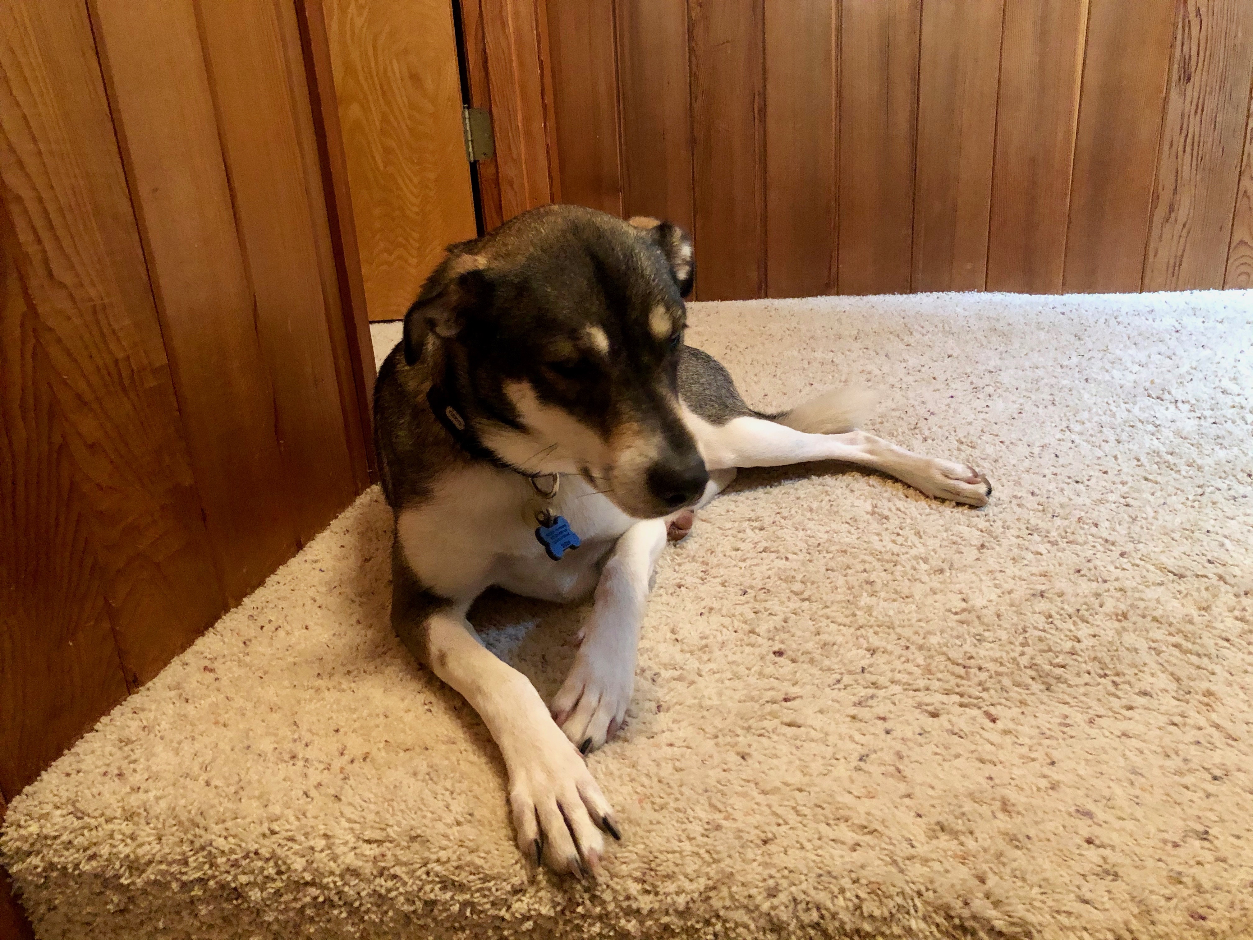 Mooka our Husky mix Mooka our Husky mix