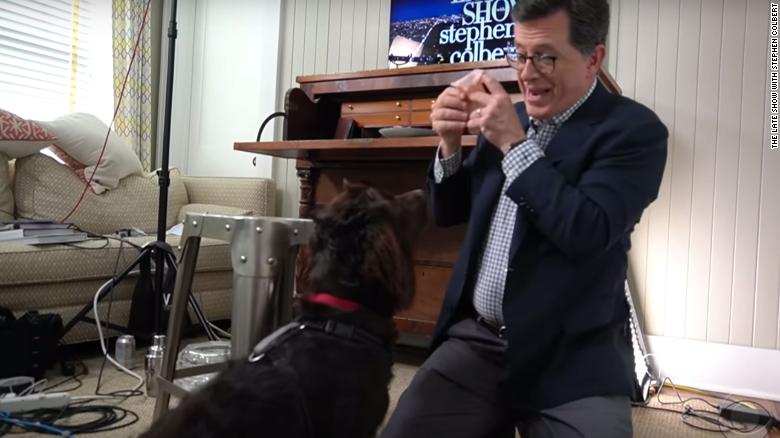 Colbert's dog Colbert's dog