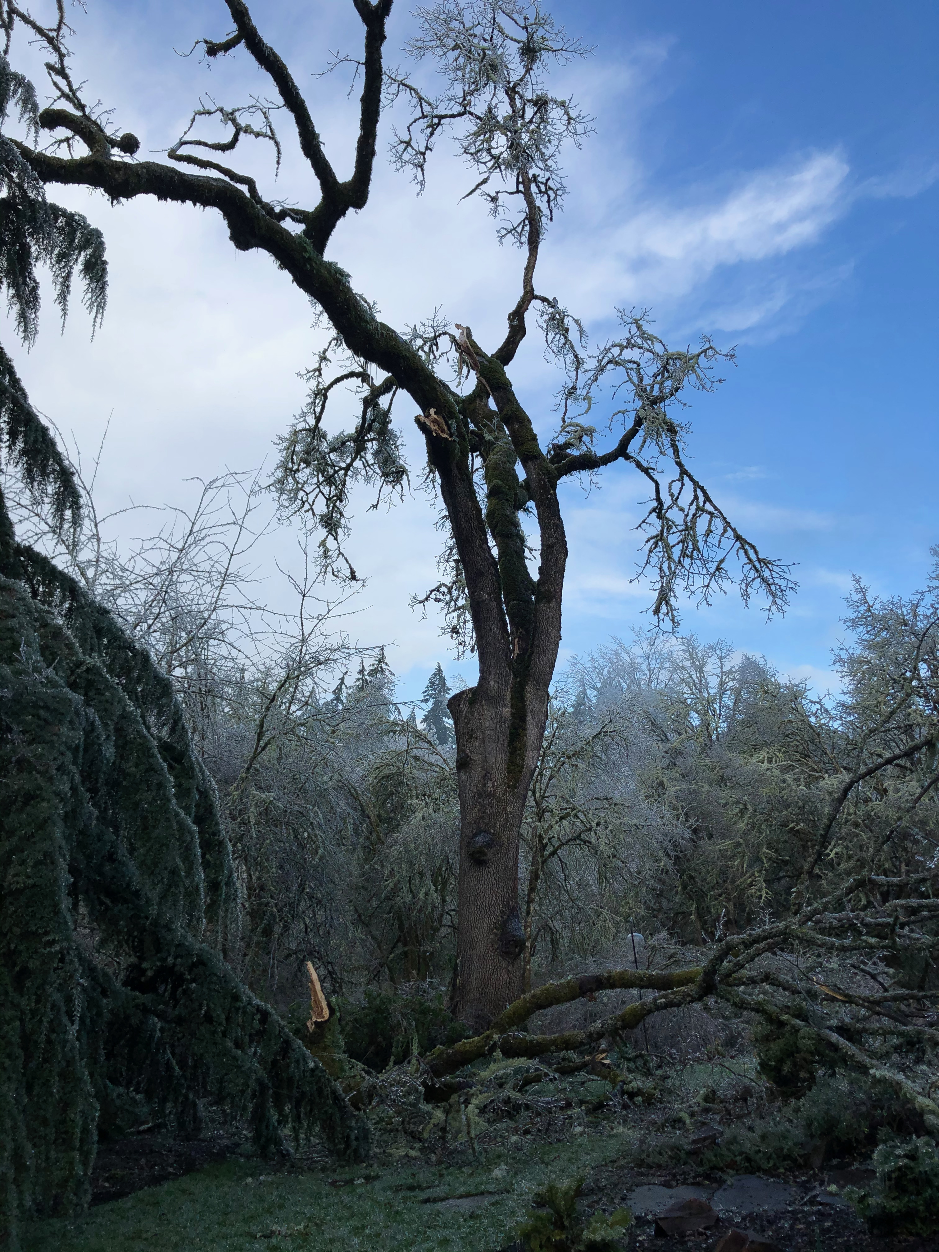 Ice storm 3 Ice storm 3